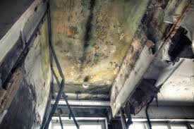 Best Mold Damage Restoration  in Montague, CA